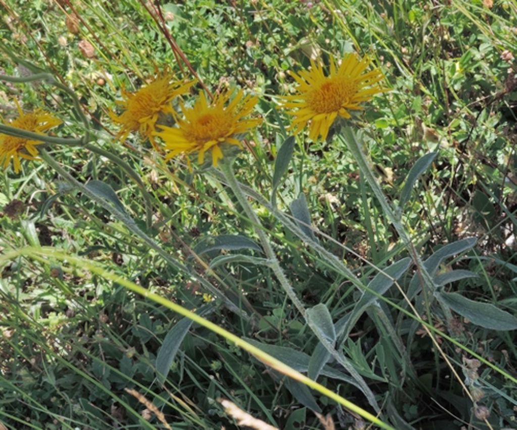 Inula montana (Asteraceae)